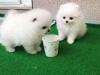 Puppies for sale Germany, Frankfurt an der Oder Pomeranian Spitz