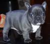 Puppies for sale Cyprus, Nicosia French Bulldog