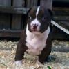 Puppies for sale Netherlands, Tilburg American Pit-Bull Terrier