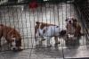 Puppies for sale Finland, Rovaniemi English Bulldog