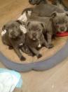 Puppies for sale Cyprus, Limassol Staffordshire Bull Terrier