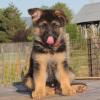 Puppies for sale Germany, Bochum German Shepherd Dog