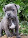 Puppies for sale Finland, Helsinki, Espoo Staffordshire Bull Terrier