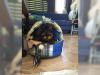 Puppies for sale Greece, Piraeus Yorkshire Terrier