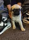 Puppies for sale Spain, Figeyras Pug