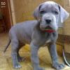 Puppies for sale Germany, Leipzig Other breed, grey great dane