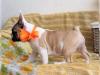 Puppies for sale Portugal, SetГєbal French Bulldog