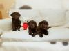 Puppies for sale Finland, Helsinki, Espoo Labrador