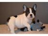 Puppies for sale Portugal, Aveiro French Bulldog