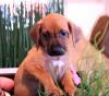 Puppies for sale Finland, Helsinki, Espoo Rhodesian Ridgeback