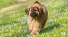 Puppies for sale Finland, Helsinki, Espoo Tibetan Mastiff