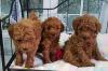 Puppies for sale Belgium, Antwerp Toy-poodle