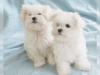 Puppies for sale Finland, Helsinki, Espoo Maltese