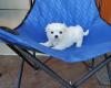 Puppies for sale Austria, Vienna Maltese