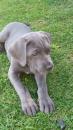 Puppies for sale France, Paris , cane corso