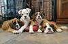 Puppies for sale Cyprus, Paphos Boxer