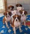 Puppies for sale Spain, Valencia Boxer