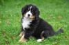 Puppies for sale Cyprus, Ayia Napa Bernese Mountain Dog