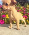 Puppies for sale Cyprus, Nicosia Chihuahua