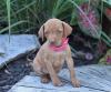 Puppies for sale Finland, Helsinki, Espoo , Vizsla Puppies