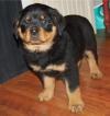 Puppies for sale Finland, Helsinki, Espoo Rottweiler