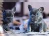 Puppies for sale Estonia, Kohtla-Jarve French Bulldog