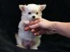 Puppies for sale Cyprus, Nicosia Chihuahua