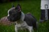 Puppies for sale Malta, Valletta French Bulldog
