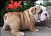 Puppies for sale Germany, Dortmund English Bulldog