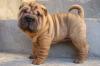 Puppies for sale Cyprus, Nicosia Shar Pei
