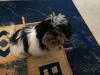 Puppies for sale Germany, Chemnitz Shih Tzu