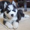 Puppies for sale Finland, Helsinki, Espoo , Siberian Husky Puppies