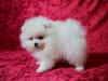 Puppies for sale Finland, Oulu Pomeranian Spitz