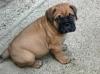 Puppies for sale Poland, Bullmastiff