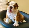 Puppies for sale Belgium, Antwerp English Bulldog