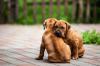 Puppies for sale Germany, Hannover Rhodesian Ridgeback