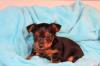 Puppies for sale Sweden, Lidkoping Yorkshire Terrier