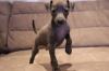 Puppies for sale Finland, Helsinki, Espoo Italian Greyhound