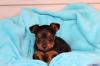 Puppies for sale Germany, Oldenburg Yorkshire Terrier
