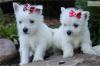 Puppies for sale Austria, Graz West Highland White Terrier