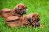 Puppies for sale Greece, Athens Rhodesian Ridgeback
