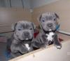 Puppies for sale Belgium, Liege Staffordshire Bull Terrier