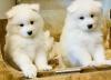 Puppies for sale Netherlands, Hemstede Samoyed dog (Samoyed)
