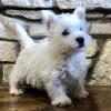 Puppies for sale Finland, Helsinki, Espoo West Highland White Terrier