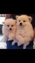 Puppies for sale Finland, Helsinki, Espoo Samoyed dog (Samoyed)