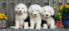 Puppies for sale Finland, Helsinki , Old English Sheepdog