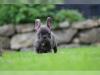 Puppies for sale Romania, Alexandria French Bulldog