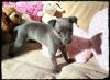Puppies for sale Germany, Duisburg Other breed, WHIPPET