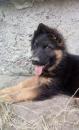 Puppies for sale Germany, Karlstadt German Shepherd Dog