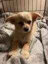 Puppies for sale France, Montpellier ,  Chihuahua x Pomeranian 